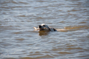 Schwimmender Hund - Urlaub auf Usedom