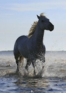 Reiten am Strand - Urlaub auf Usedom