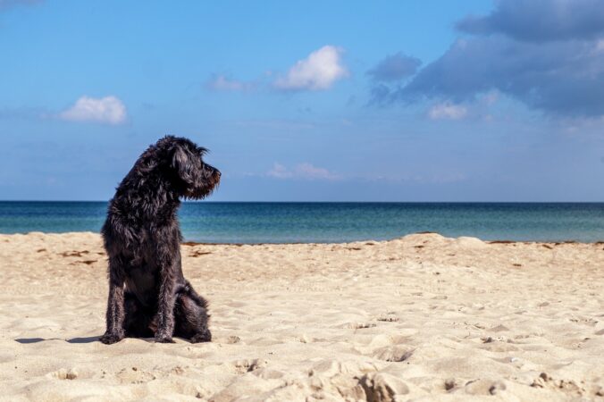 Hund am Strand - Urlaub auf Usedom