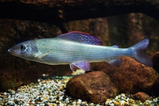 Fisch - Urlaub auf Usedom