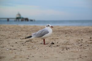 Strände Usedoms - Urlaub auf Usedom