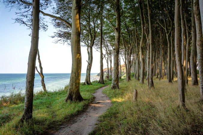 Küstenwald - Urlaub auf Usedom