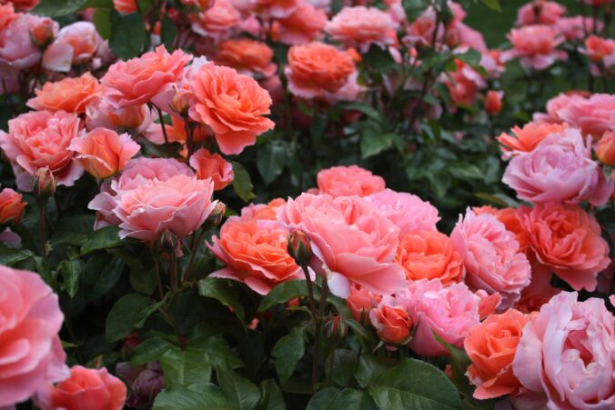 Rosen im Botanischen Garten - Urlaub auf Usedom